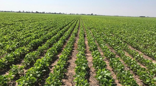 Preparan día de Campo sobre cultivos de soja en el Chaco Central