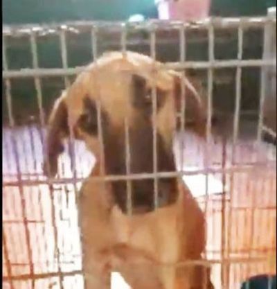 Policía reprime protesta de defensores de animales - Nacionales - ABC Color