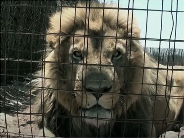 Sudáfrica prohibirá la cría de leones para caza y turismo