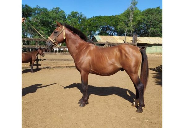 Hoy martes, El Rodeo remata equinos a campo y bubalinos de Bella Italia en feria televisada