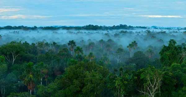 La selva amazónica emitió más dióxido de carbono del que absorbió durante la última década - SNT
