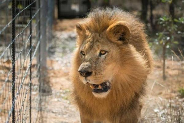 Sudáfrica prohibirá la cría de leones en cautiverio destinados a la caza o a fines turísticos