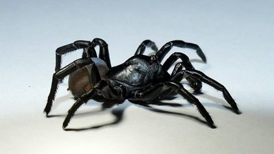 Identifican una nueva especie de araña parecida a una tarántula en Florida | Ñanduti