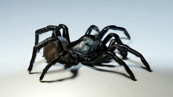 Identifican una nueva especie de araña parecida a una tarántula en Florida | Ñanduti