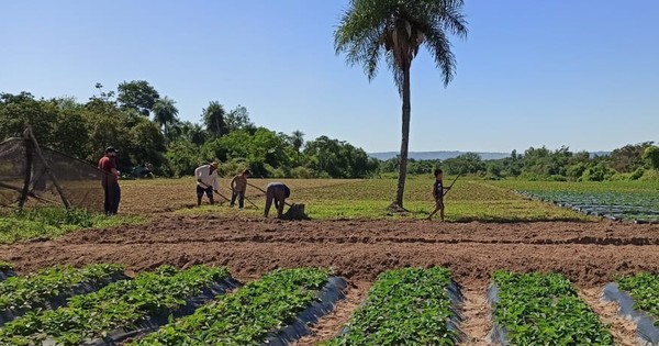 La Nación / MAG acompaña actividades en fincas de familias productoras