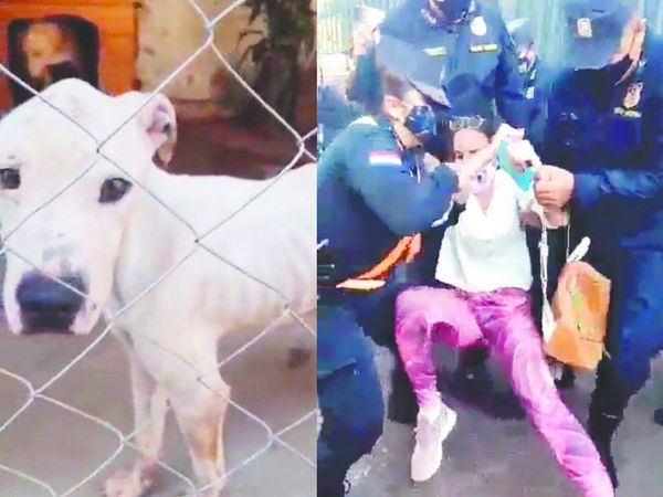 Mascotas piel y hueso en Defensa Animal