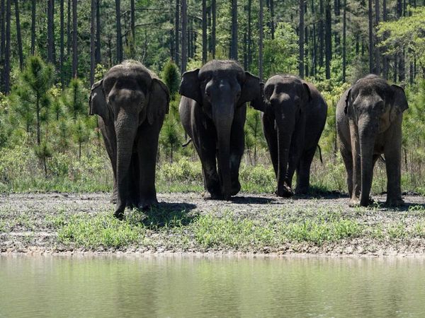 Llegan elefantes "jubilados" de circos a una nueva reserva natural