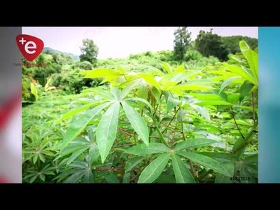 TRAS CONVENIO CON EL MAG, PRODUCTORES DE MANDIOCA BUSCAN MEJORAR CALIDAD