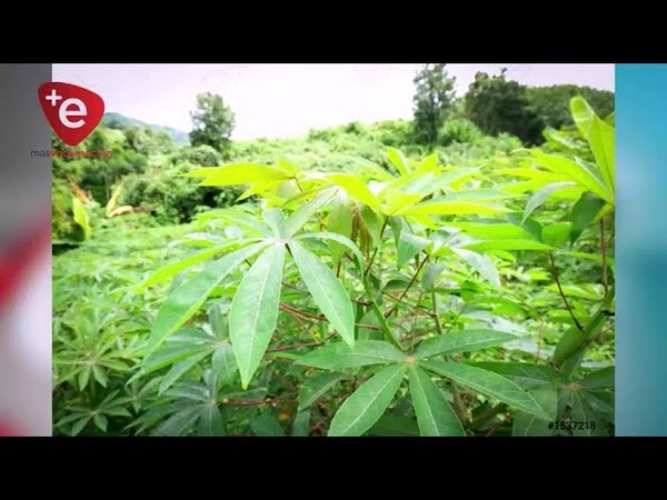 TRAS CONVENIO CON EL MAG, PRODUCTORES DE MANDIOCA BUSCAN MEJORAR CALIDAD