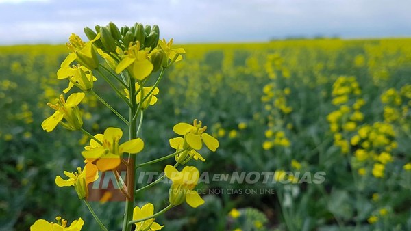 CANOLA GANA PREFERENCIA COMO CULTIVO DE INVIERNO EN ITAPÚA