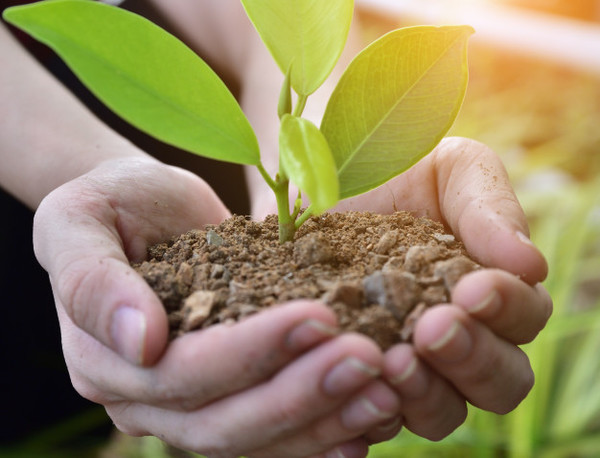 Plantatón 2021: Destinarán lugar para plantar árboles en memoria de los fallecidos por COVID | Ñanduti