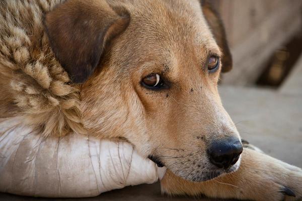 Defensa de animal destinó 84% de su presupuesto a salarios | El Independiente