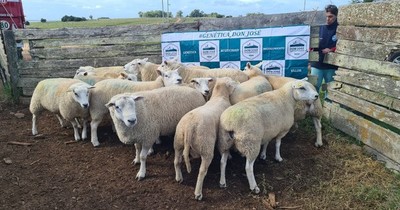 La Nación / Productores ovinos importan 195 ejemplares en pie para impulsar desarrollo genético