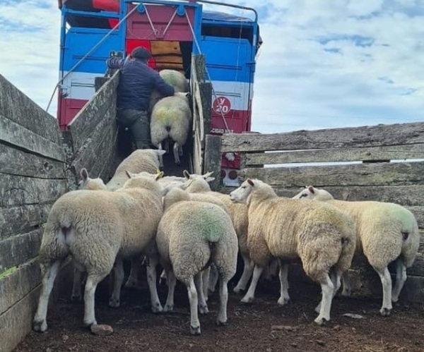 Criadores de Texel importan 195 ovinos de la cabaña uruguaya “Don José”
