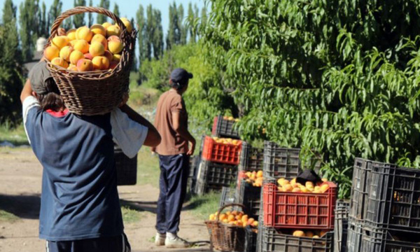 Frutihortícolas llegan a acuerdo con importadoras para vender sus productos | Ñanduti