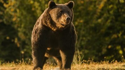 Acusan a un príncipe de Liechtestein de matar al oso más grande de Rumania y probablemente de la UE | Ñanduti