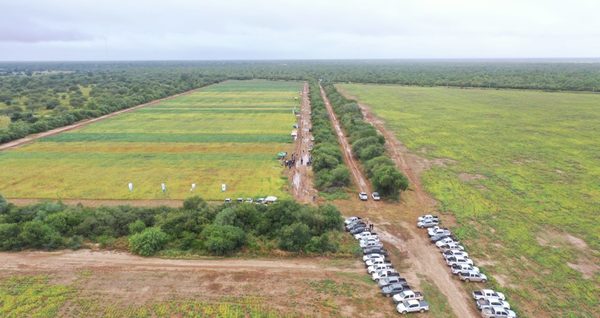Ensayos de variedades de soja demuestran buenos resultados en suelo del Chaco Central