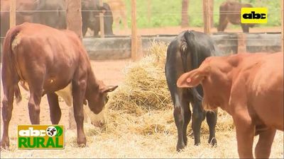 ABC Rural: Productos nutricionales lanzados en 2020 y proyectos 2021  - ABC Rural - ABC Color