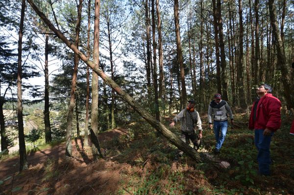 Patronal mexicana denuncia "inconsistencias" en programa de forestación - MarketData