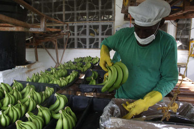 Países andinos respaldan la alianza global contra la plaga del banano - MarketData