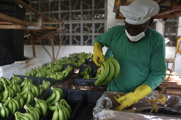 Países andinos respaldan la alianza global contra la plaga del banano - MarketData