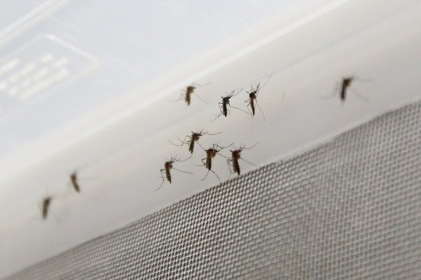 Modificación genética de mosquitos podría ser clave para prevenir la transmisión de enfermedades | Ñanduti