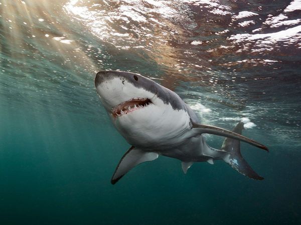 Los tiburones usan campos magnéticos para orientarse