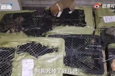 Hallazgo macabro en China con cajas sorpresa con mascotas dentro - Mascotas - ABC Color