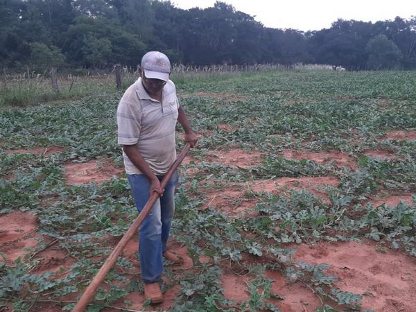 Esperan excelente producción de sandías en San Pedro