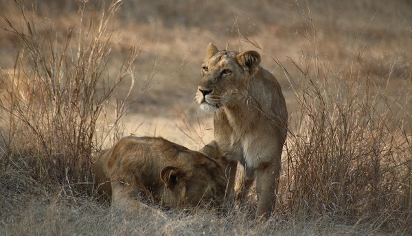 Ocho leones contrajeron coronavirus en un zoológico de India | .::Agencia IP::.
