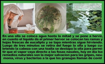 MINIMIZAR SÍNTOMAS DEL COVID CON DESCANSO E INFUSIONES DE EUCALIPTO Y MANZANILLA - La Voz del Norte