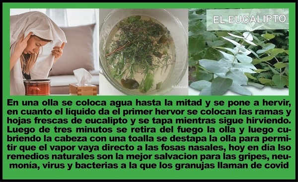 MINIMIZAR SÍNTOMAS DEL COVID CON DESCANSO E INFUSIONES DE EUCALIPTO Y MANZANILLA - La Voz del Norte