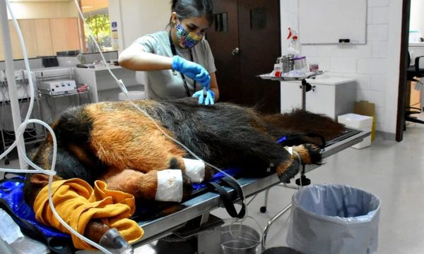 Realizan chequeos médicos a ejemplares del Centro Ambiental de Itaipu