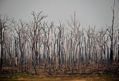 La deforestación en la Amazonía brasileña rompe récord en abril - Mundo - ABC Color