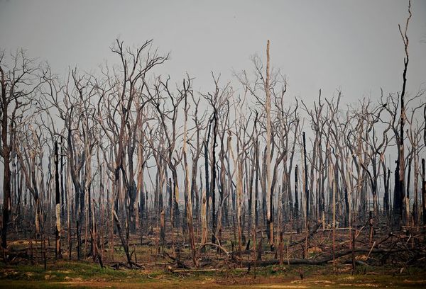 La deforestación en la Amazonía brasileña rompe récord en abril - Mundo - ABC Color