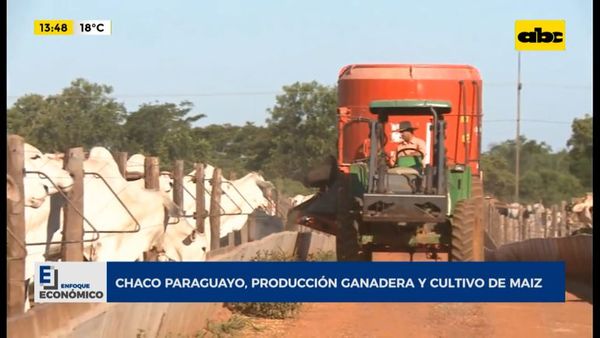 Enfoque Económico: Chaco paraguayo, producción ganadera y cultivo de maíz - Enfoque económico - ABC Color