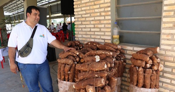 La Nación / Buscan fortalecer la producción de mandioca en Itapúa
