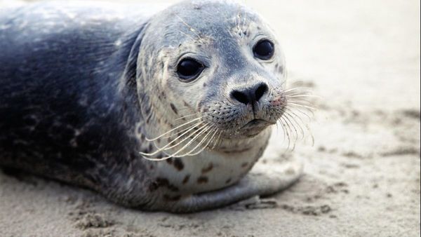 Rusia investiga la muerte de 170 focas de una especie amenazada