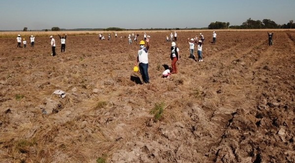 Exitosa plantación de 1.000 árboles en Guairá