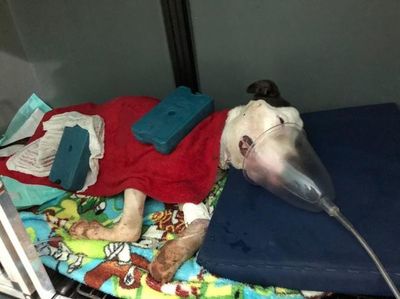Imputan a un joven por mantener a un perro herido y en estado de desnutrición - ABC en el Este - ABC Color