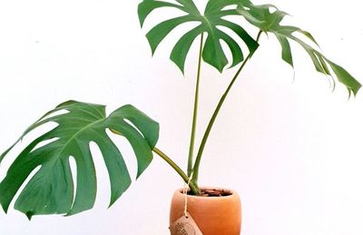 Plantas y macetas para regalar a mamá - Nacionales - ABC Color