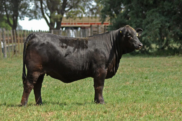El Rodeo remata una Selección de Oro de Arandu para los criadores que “sueñan con la perfección”