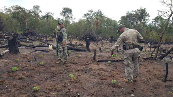 Incautan 690 kilos de marihuana en operativo conjunto