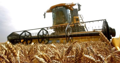 La Nación / Estiman una producción de un millón de toneladas de trigo en nueva campaña