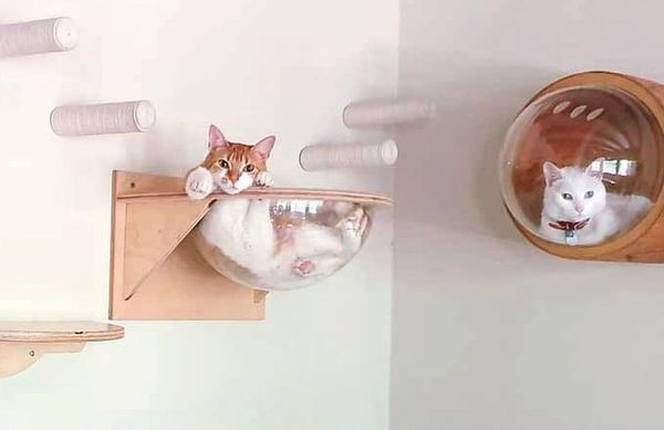 Mascotas y las locuras de amor - ABC Revista - ABC Color
