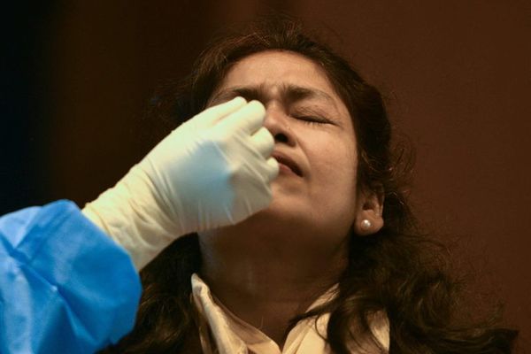 Abejas entrenadas para “sacar la lengua” al oler covid-19 - Ciencia - ABC Color