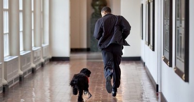 La Nación / Muere Bo, el perro de Barack Obama y estrella de la Casa Blanca