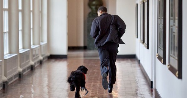 La Nación / Muere Bo, el perro de Barack Obama y estrella de la Casa Blanca