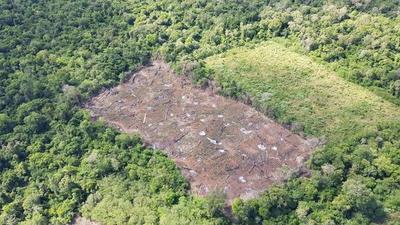 En una semana, Senad produjo daño patrimonial de US$ 37 millones al narcotráfico