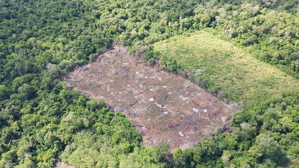 En una semana, Senad produjo daño patrimonial de US$ 37 millones al narcotráfico